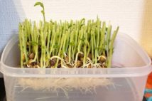 外出自粛で注目の「再生野菜」栽培 食費節約と充実感で一石二鳥