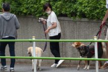 愛犬を連れて散歩する滝クリ