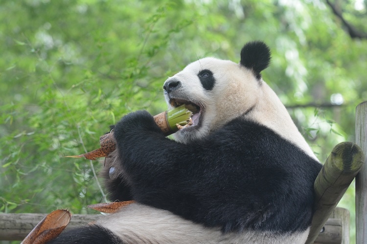 父・リーリーのたくましい食事姿。太い笹もガブリ（写真提供／東京動物園協会）