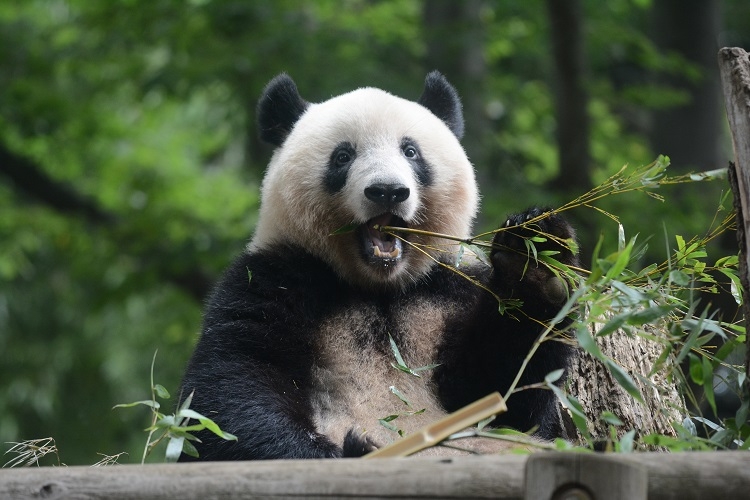 シャンシャンも親と見分けがつかない程立派な大人に成長（写真提供／東京動物園協会）