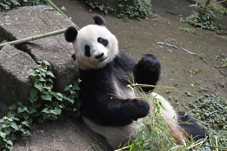 シンシンがやさしい顔でほほ笑む（写真提供／東京動物園協会）