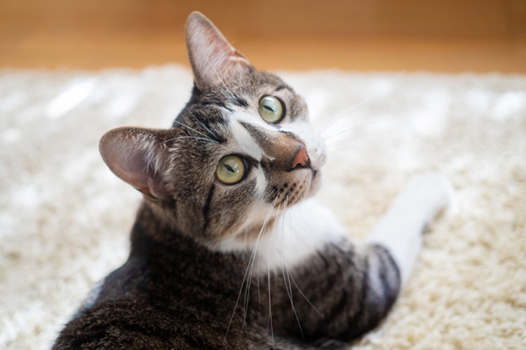 ねこ検定を取ることで、ねことの生活はより豊かに（写真／PIXTA)