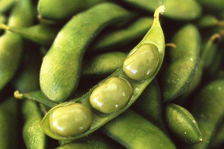 枝豆の作付面積1位は新潟県