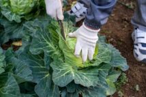 コロナ後は今までバカにされていた地味な趣味こそ“勝ち組”に
