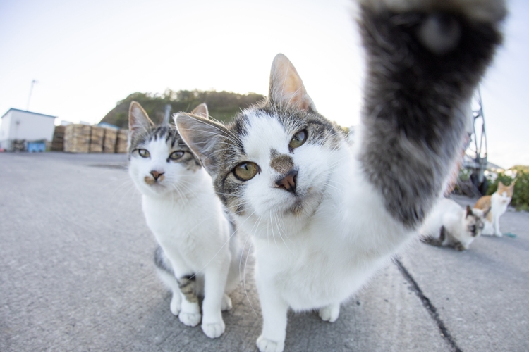 猫の”あるある”について解説（撮影／五十嵐健太）