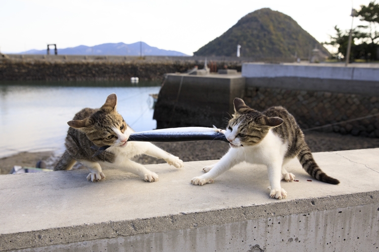 さんまを引っ張り合う子猫。こんな野性味もまた魅力（撮影／五十嵐健太）