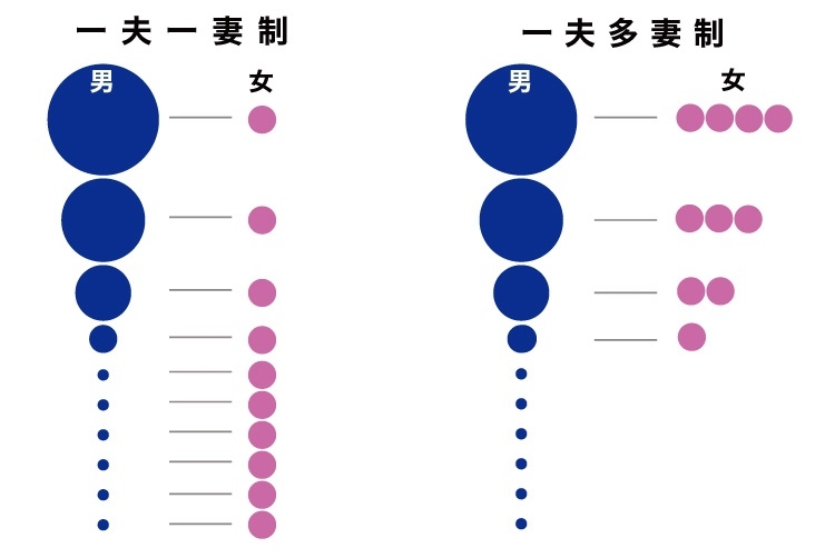 男女10人ずつを「一夫一妻」と「一夫多妻」でそれぞれマッチングさせるとどうなる？