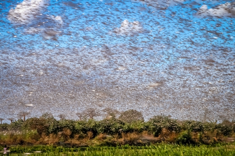 世界で農作物を食い荒らしているバッタ（写真／GettyImages）