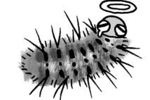 チャドクガの幼虫、トコジラミ、カメムシ　要注意な夏の害虫