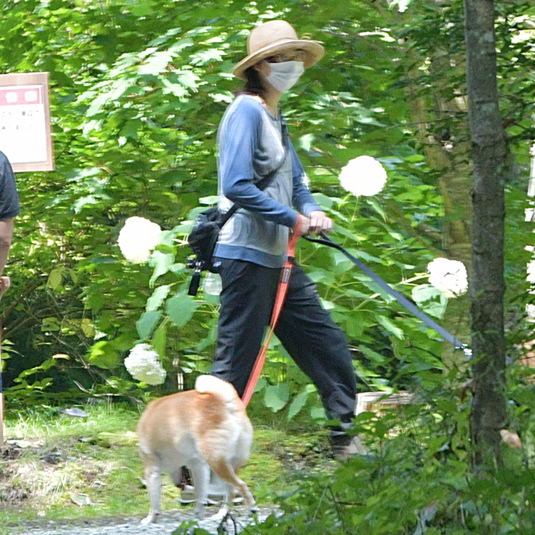 犬を散歩させる杏（2020年夏）