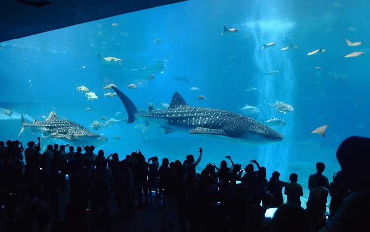 いつもなら「沖縄美ら海水族館」は大勢の観光客が訪れる人気スポット（時事通信フォト）