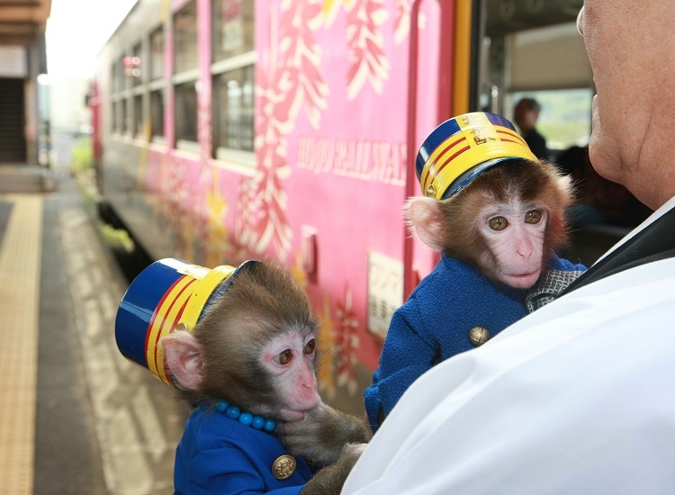 北条鉄道の小ザル駅長（時事通信フォト）