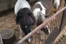 古都・鎌倉が馬糞まみれ　無免許乗馬クラブの住民トラブル