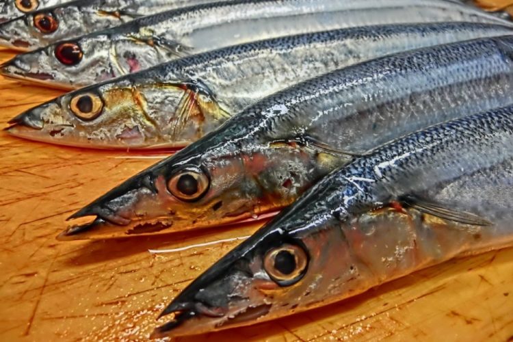 「青い魚」が注目される理由は？（サンマ）