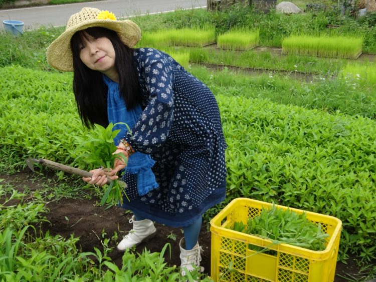 友人の畑で育てている藍の葉の刈り取り作業。天然藍で染めたグッズを制作している