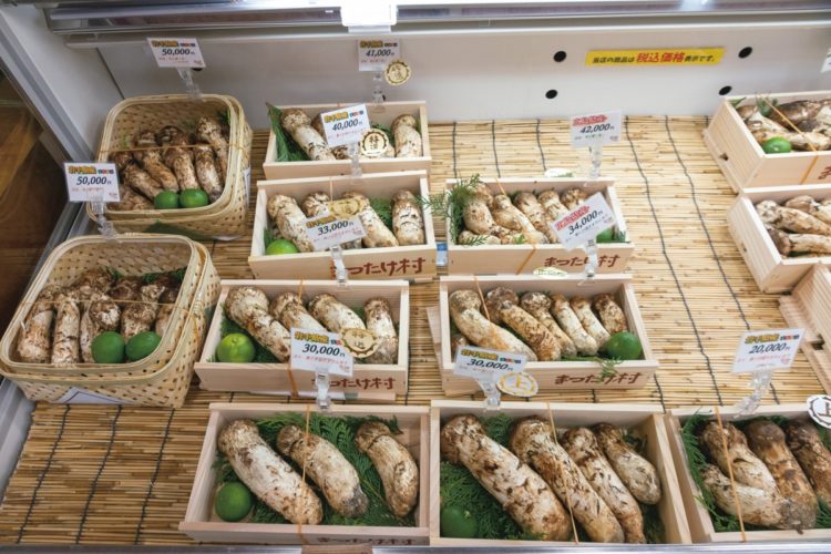 最高級マツタケはレジ横に鎮座しており、10本ほど入ったカゴが5万円。形がよく粒もそろっており、デパートでは倍近い値がつくという