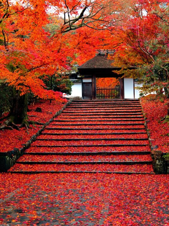 関テレ・新実彰平アナが推す安楽寺