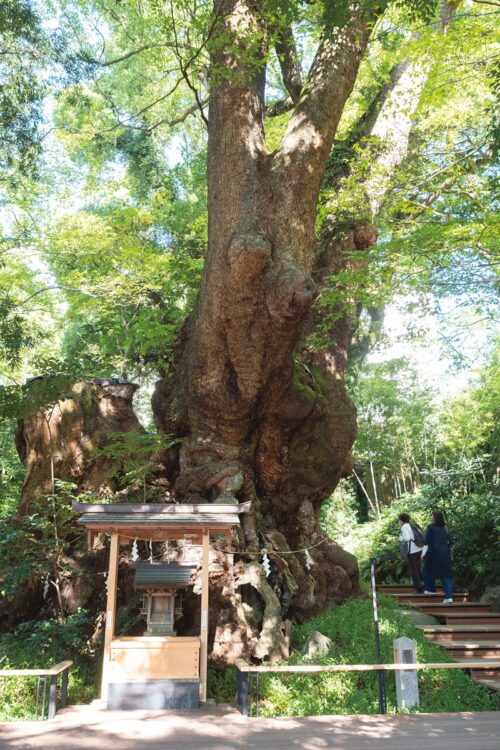 樹齢2100年の大楠