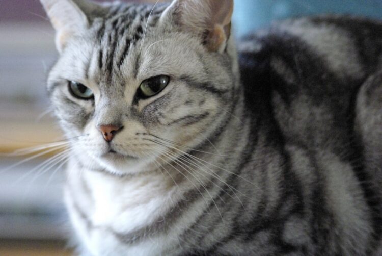 人気猫種のひとつ「アメリカン・ショートヘア」。だが一番人気はミックス（イメージ）