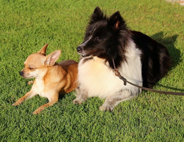 チワワと、もともと牧羊犬として飼育されていたシェットランド・シープドッグ（イメージ）