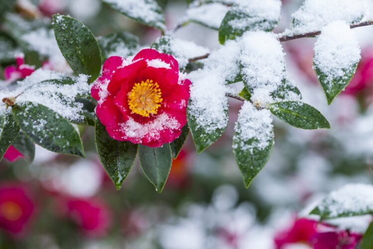 寒椿は雪とのコントラストを演出（写真／AFLO）