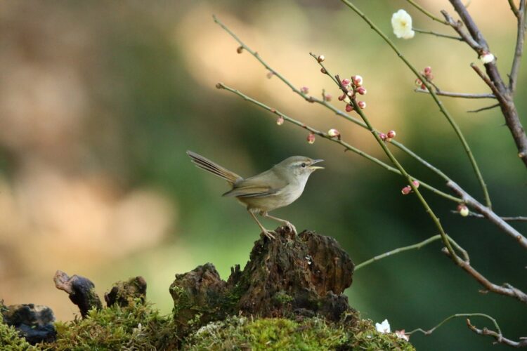 「春告鳥」ともいわれるうぐいすの初鳴きも観測対象外になった（写真／AFLO）