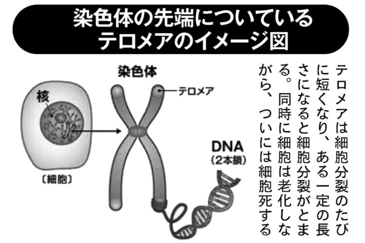 染色体の先端についているテロメアのイメージ図