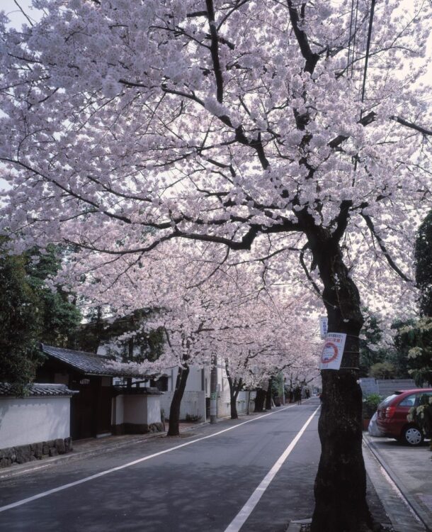 成城の桜は住民たちの楽しみのひとつ（時事）