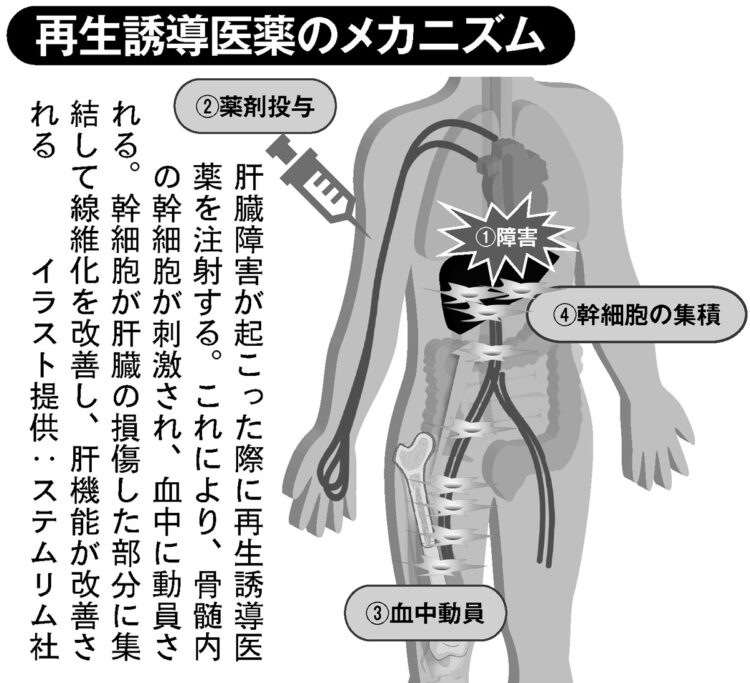 再生誘導医薬のメカニズム