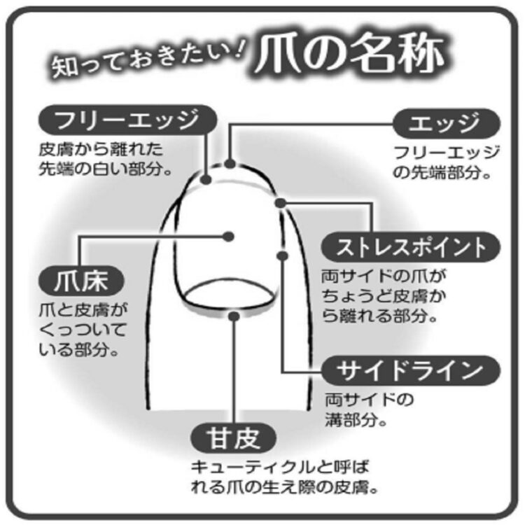 爪のことを知ればケアも楽しくなる