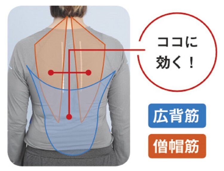 背中全体をほぐすイメージで