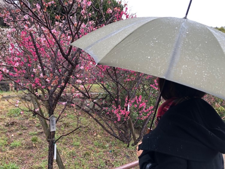 4年ぶりに思い出の公園で梅を見る雅子さん（2021年2月26日撮影）