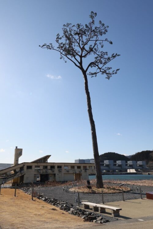 復興のシンボルとなった岩手県陸前高田市の「奇跡の一本松」は、その後枯れてしまったため補強されてモニュメントとして整備された。