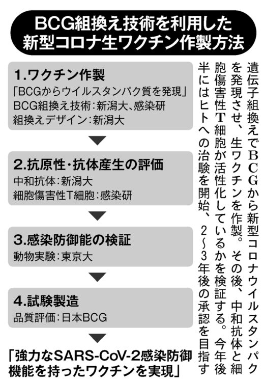 BCG組換え技術を利用した新型コロナ生ワクチン作製方法