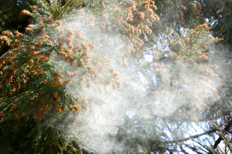 花粉症の人が食べてはいけない意外な食べ物とは？（写真／GettyImages）