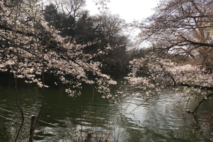 毎年多くの花見客で賑わう井の頭公園（武蔵野市・三鷹市／筆者撮影）