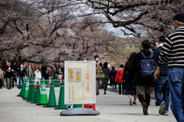 混雑緩和のため桜並木の通りを片側通行に制限した上野公園（台東区／撮影・内海裕之）