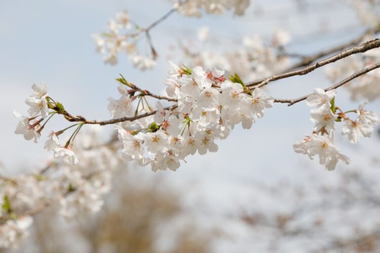 満開に近づく上野公園の桜（撮影／内海裕之）