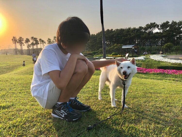 食欲も回復し、走り回れるほど元気になった豆柴の殿くん。星野さんの長男にも懐いている