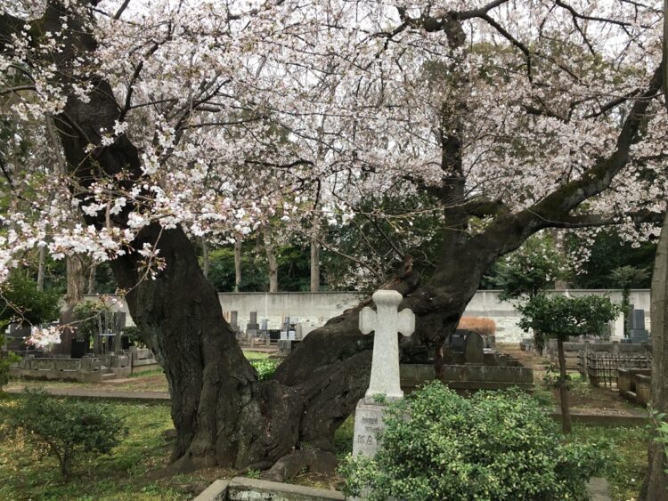 咲き誇る桜に自然と気持ちが高ぶった、いつもの春が懐かしい…（「染井霊園」の桜）