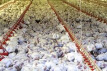 日本に輸入されている外国産家畜に投与される成長促進剤や抗生物質の危険性