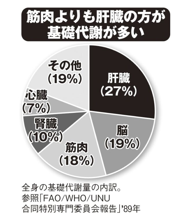 最も基礎代謝が多いのは肝臓