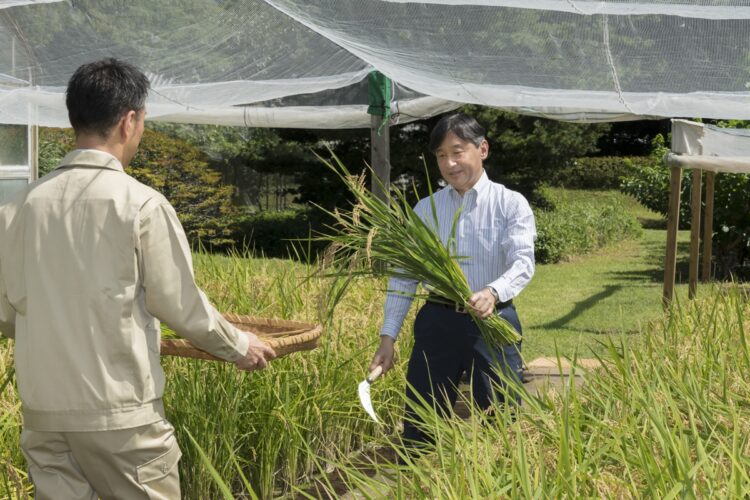 御代がわりを経て、稲作を引き継がれた天皇陛下。宮内庁職員らと協力し、稲刈りに取り組まれた