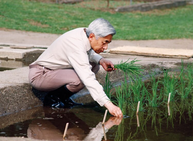 皇居内の生物学研究所そばの水田で、お田植えをされる上皇陛下（2004年5月、写真／宮内庁提供）