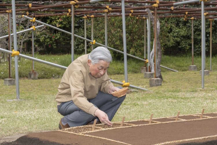 御代がわりを前に、「平成最後」の稲作としてお手まきをされる上皇陛下