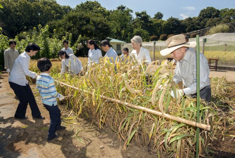 2014年には稲刈りにご参加された（写真／宮内庁提供）