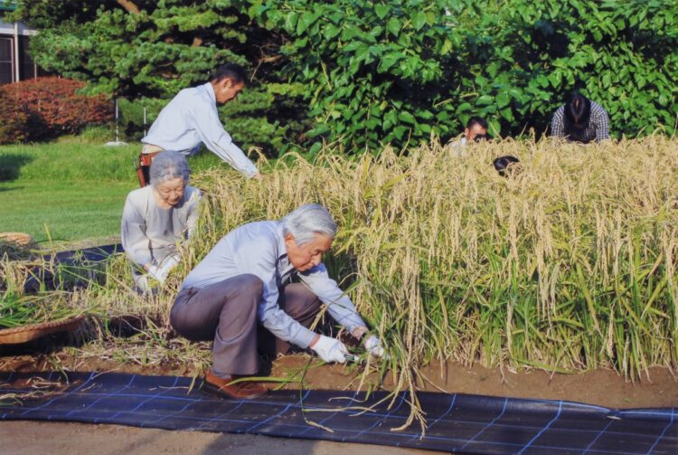 秋には、稲刈りをされるのが恒例となっており、水田の稲はもちろん陸稲の収穫もされている（2013年9月。写真／宮内庁提供）