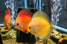 「熱帯魚の世話しないと遺産没収」受け入れがたい遺言を無視してもよいか?