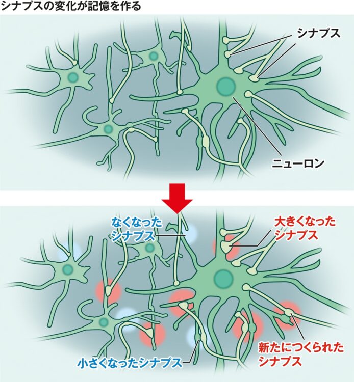 シナプスの変化が記憶を作る