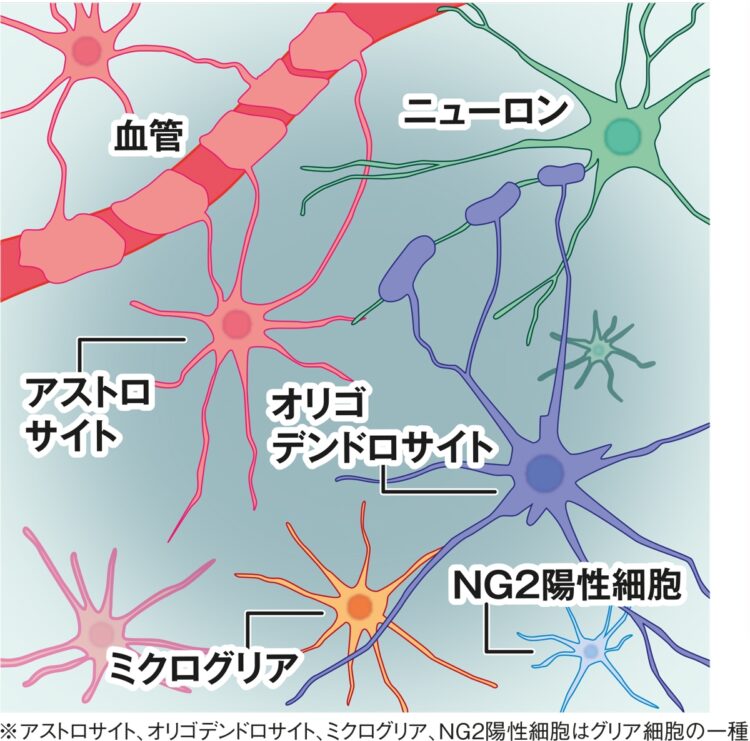 脳細胞の仕組み